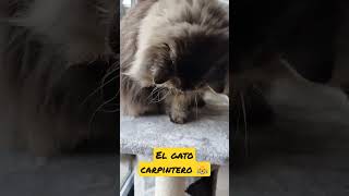 😸 El gato carpintero gatos gato amor [upl. by Rosenberg]