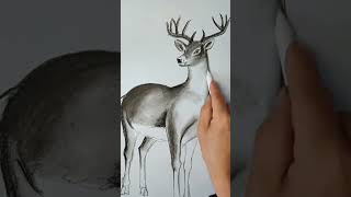 How to draw a deer art of white deer realistic sketch of deer shorts [upl. by Yerkovich128]