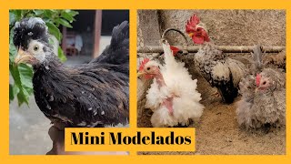 Garnizés Mini Modelados  Sítio 5 Irmãos [upl. by Ultima]