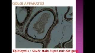 Oral Biology Histology slides for BUEmp4 [upl. by Wilhelmina689]