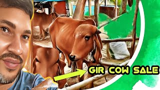 Low budget gir cow for sale  odisha dairy farm cow sale [upl. by Griffy76]