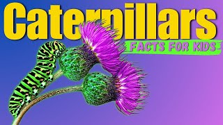 Learn All About Caterpillars Facts For Kids [upl. by Zampardi988]