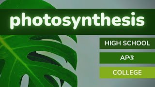 Photosynthesis Review at 3 Levels  High School  AP® Biology  College [upl. by Nohpets]