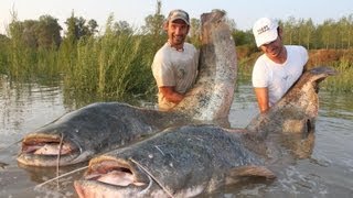 Catfish in Spinning Monster Record over 250 pounds by Yuri Grisendi [upl. by Nylsirhc]