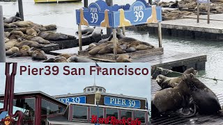 Pier 39 San Francisco  Sea Lions  Complete Tour [upl. by Ahsiym]