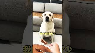 dog labrador funny doglover pets youtube viralvideo trend what cuteanimal [upl. by Nixon981]