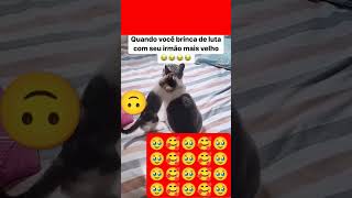 memes gatofofo memesgatos gato amogatos gatofofinho gatinhofofinho humor pets cat [upl. by Ecela]