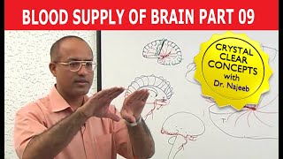 Blood Supply of Brain  Circle of Willis  Part 911 [upl. by Eniamert]