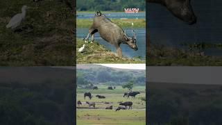 Trâu nước hoang dã  Tổ tiên của trâu nhà ngày nay buffalo animals vatv1412 wildwater [upl. by Gyasi]