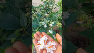 Parijat flowers plantyoutubeshorts haarsingergardening [upl. by Akerdal]