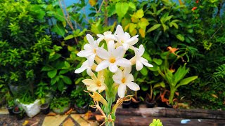 How to grow Tuberose from a bulb and Care  Right Time [upl. by Emlin]