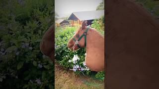 Whos hackamore is this 🤭hobbyhorsecomunity fypシviral newhorse [upl. by Flanagan]