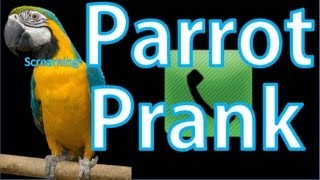 SCREAMING PARROT PRANK CALL [upl. by Nirac]