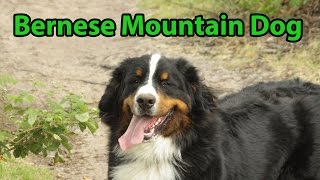 The Right Companion Bernese Mountain Dog [upl. by Dittman387]