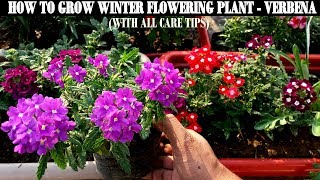 How To Grow Flower Plants At HomeVerbena [upl. by Kcirrem]