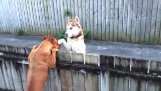 Pitbull Terrier meets Husky part 2 [upl. by Rosana]