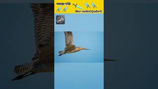 Bar tailed godwit bird 🐦😲😦😯😱facts realfactexpress ytshorts [upl. by Nwahsear]