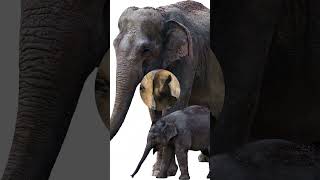 The Animal World Three interesting facts about elephants [upl. by Aer]