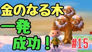 成功しやすい 『金のなる木』の作り方を試してみた！15【とびだせどうぶつの森 実況】 [upl. by Elylrac]