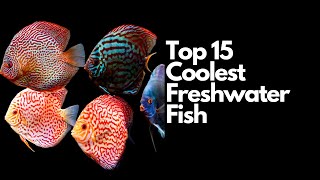 The Top 15 Coolest Freshwater Fish 🐠 [upl. by Aicillyhp]