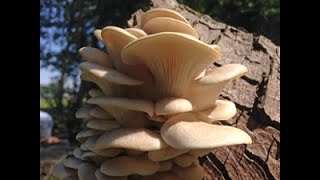 White Oyster Mushrooms Pleurotus pulmonarius [upl. by Piotr]