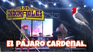 Los Indomables de Cadereyta tocando el pájaro cardenal y blanca palomita [upl. by Goles804]