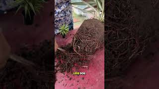 🌱✨Silver Yucca Propagation StepbyStep Tutorial🌵🪴 yucca gardeningtips shorts [upl. by Reizarf]