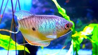 スリースポットグラミー Three spot gourami Blue gourami Trichogaster trichopterus [upl. by Yorztif]