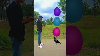 Rounding eggs to pegion parrot owl crow vfx new magic video shorts [upl. by Ennayd868]