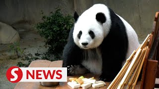 Malaysia to seek extending pandas stay in the country says PM [upl. by Luckin]