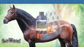 Horse Colic SayWhoa  Educational Video Horse Digestive Tract for Horse Owners [upl. by Ittocs]