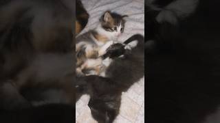 cute sistersforyou cutekittten funny youtubeshorts [upl. by Navnod]