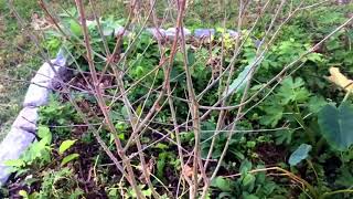 How to Identify Aronia Chokeberry Bushes [upl. by Aikrehs]