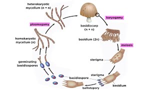 Basidiomycota Part 2 The Mushroom Life Cycle [upl. by Brezin]