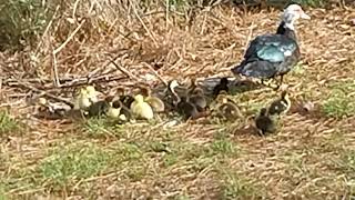 Subscribe Muscovy Momma and babies Sometimes called ducks but not ducks [upl. by Inafets]