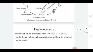 Strongyloidiasis Strongyloides stercoralis [upl. by Niklaus796]