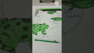 life cycle of frog draw Sceince project  frog drawing  drawing  MAHAKALARTCHANNL shorts [upl. by Eggett]