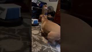 Pope tries new food 🤣😂 puppy dogfood funnydog funny funnypuppy dogshorts puppylife zoomies [upl. by Eonak]