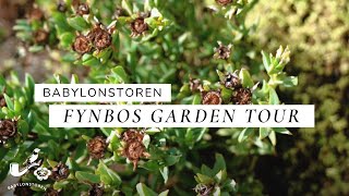 Babylonstoren Fynbos Garden  The Cape Floral Kingdom [upl. by Anivlem]