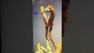 Male Seahorses Give Birth 🐴🌊 shockingfacts wildlifewonder [upl. by Noiro]