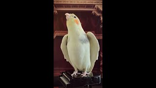 Adorable Cockatiel Whistles Catchy Melodies  A MustSee Performance [upl. by Murtha]