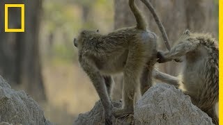 Les babouins face à lattaque du léopard [upl. by Dich]