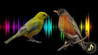 Birds Chirping  Singing Sound effect 1 HOUR [upl. by Gifford]