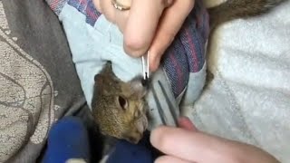 Removing Botfly from squirrel [upl. by Conney]