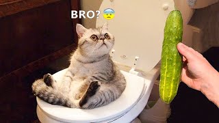 Cat vs Cucumbers Reaction  Cats scared of Cucumbers Compilation  Funny Video 2021 November [upl. by Aivatnuhs]