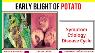 Early Blight of Potato Symptom Etiology Disease Cycle  Alternaria solani  PHV [upl. by Beckie]