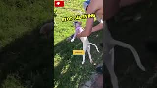 Dog gets his legs back🦵 shortsvideo shorts viralvideo ireland usa uk [upl. by Ulyram263]