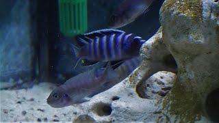 Cynotilapia zebroides quotPuuluquot F0  WF  Raphael Mbunas [upl. by Eelannej]