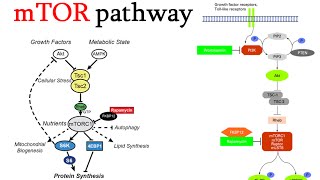 mtor signaling pathway [upl. by Savanna404]