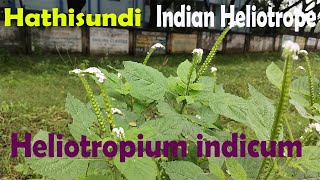 Heliotropium indicum  Hathisundi Indian heliotrope Ayurveda for Skin Fever and Joints Pain [upl. by Nahtahoj831]